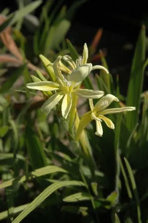 Babiana noctiflorus - Indigenous South African Bulb - 10 Seeds