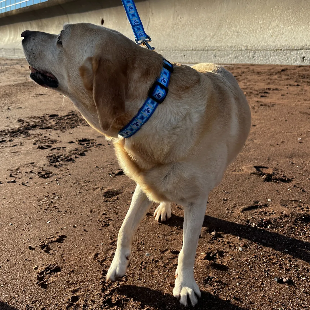 Dog Collar and Lead Set