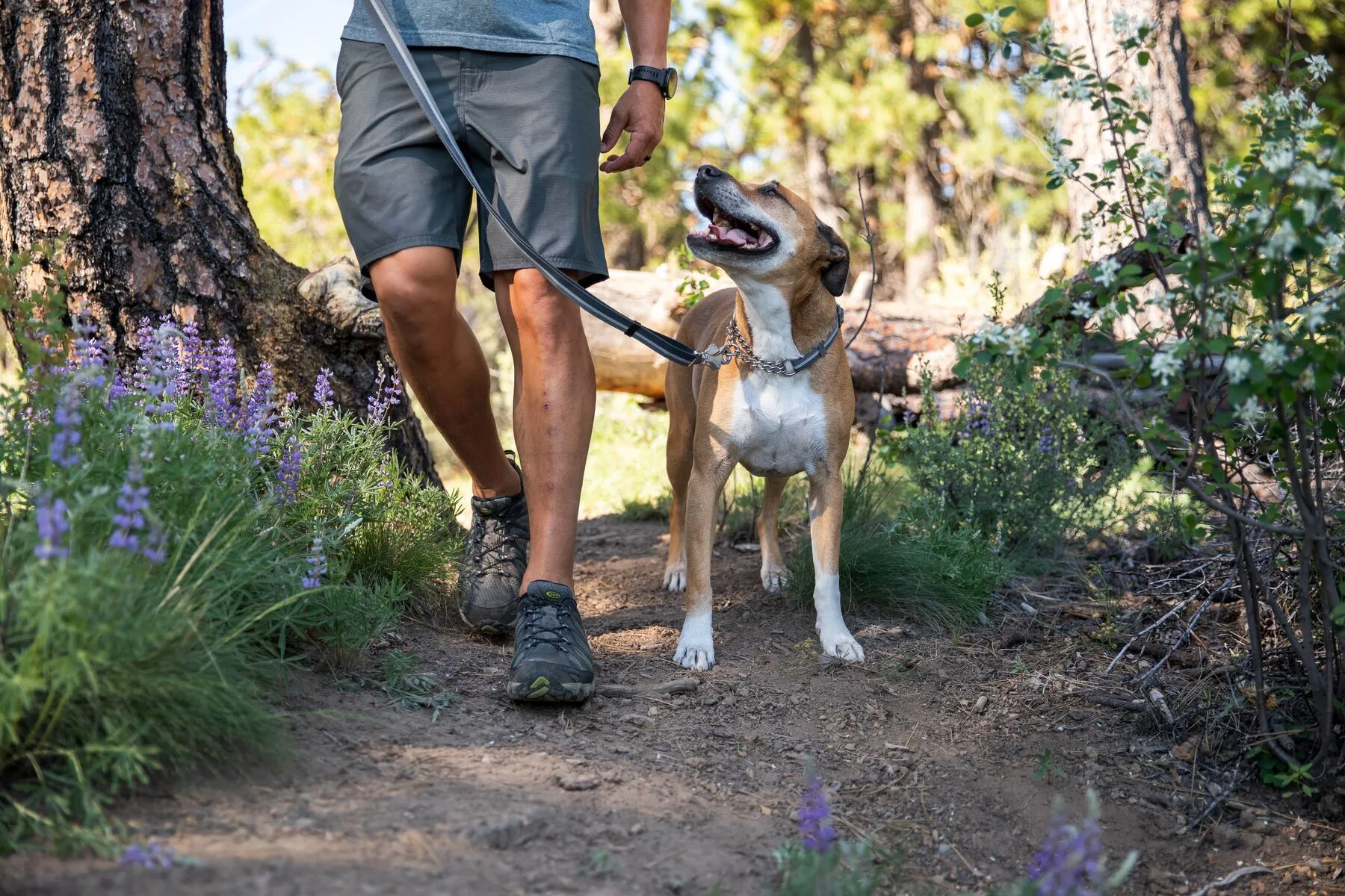 Ruffwear Chain Reaction™ Reflective Martingale Dog Collar (Granite Gray)