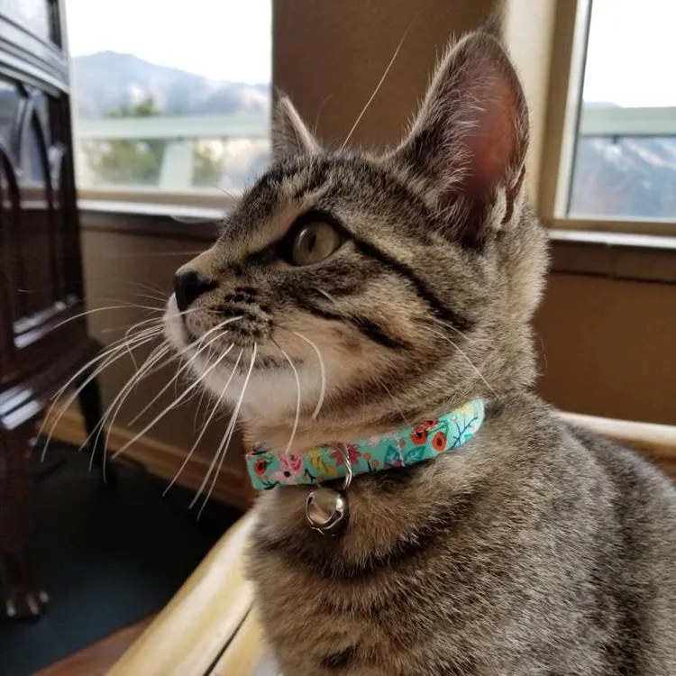 Turquoise Multicolor Floral Cat Collar